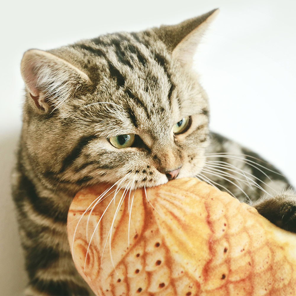 鯛魚燒貓草包娃娃cm Pchome 全球購物 運動戶外