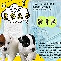 日單噓噓價》dyy業務用經濟包抗菌除臭尿布尿片共6包(再升級不滲透)