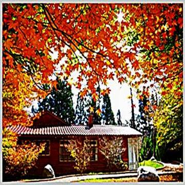 DC-puzzle 台灣之美1000片拼圖-台中/福壽山楓紅