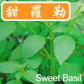 【香草植物】甜羅勒種子~Sweet Basil Seed