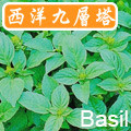 【香草植物】西洋九層塔(庭園羅勒)種子~Basil Seed