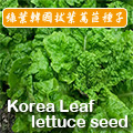 【萵苣家族】綠葉韓國拔葉萵苣種子-(韓國烤肉使用生菜) Korea Leaf lettuce seed