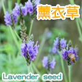 【香草植物】薰衣草(狹葉種)種子~Lavender seed