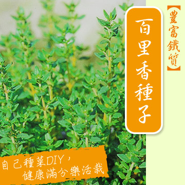 【香草植物】百里香種子~Thyme seed