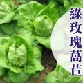 【萵苣家族】綠玫瑰萵苣種子 Leaf lettuce seed