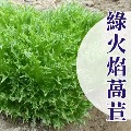 【萵苣家族】綠火焰萵苣種子 Leaf lettuce seed