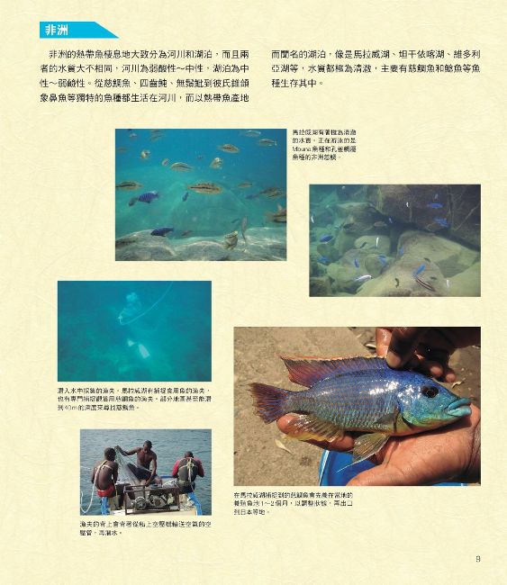 給新手的熱帶魚飼育指南 Pchome 24h書店