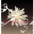 爵士夜Jazz Around Midnight CD
